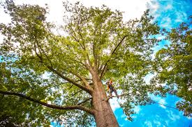 Best Tree Mulching  in , TN