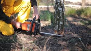 Best Tree Preservation Services  in , TN