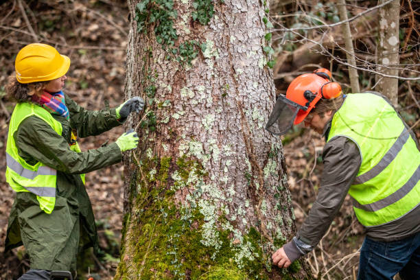 Best Tree Trimming and Pruning  in , TN