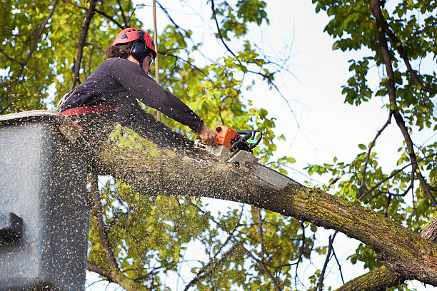 Best Palm Tree Trimming  in , TN